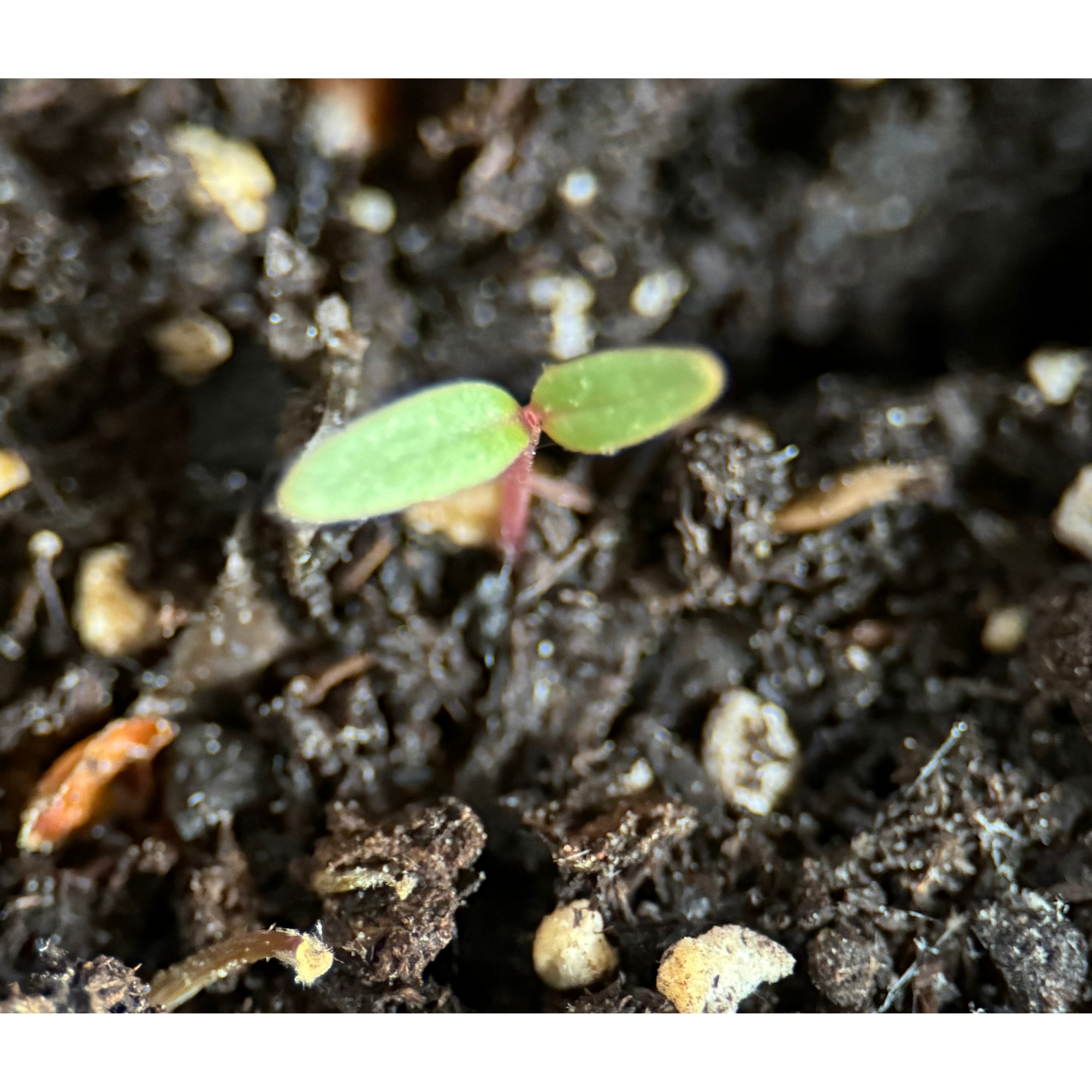 The Quiet Things Growing Underground