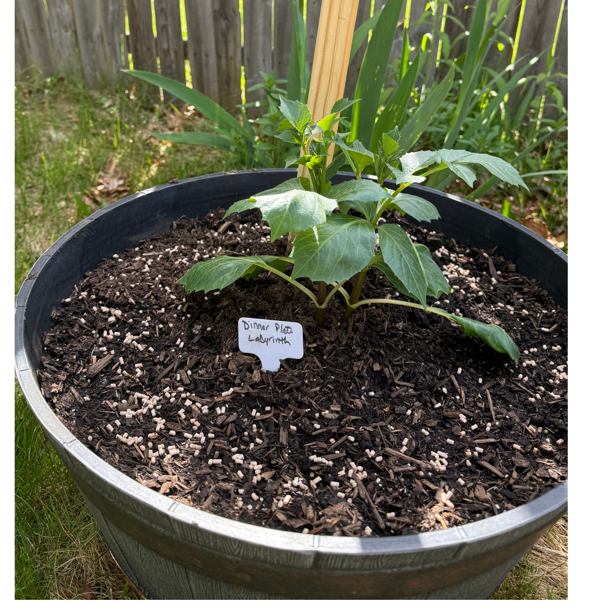 Growing Dahlias in Containers: A Realistic Guide for Small Gardens, Patios, and Flower Lovers