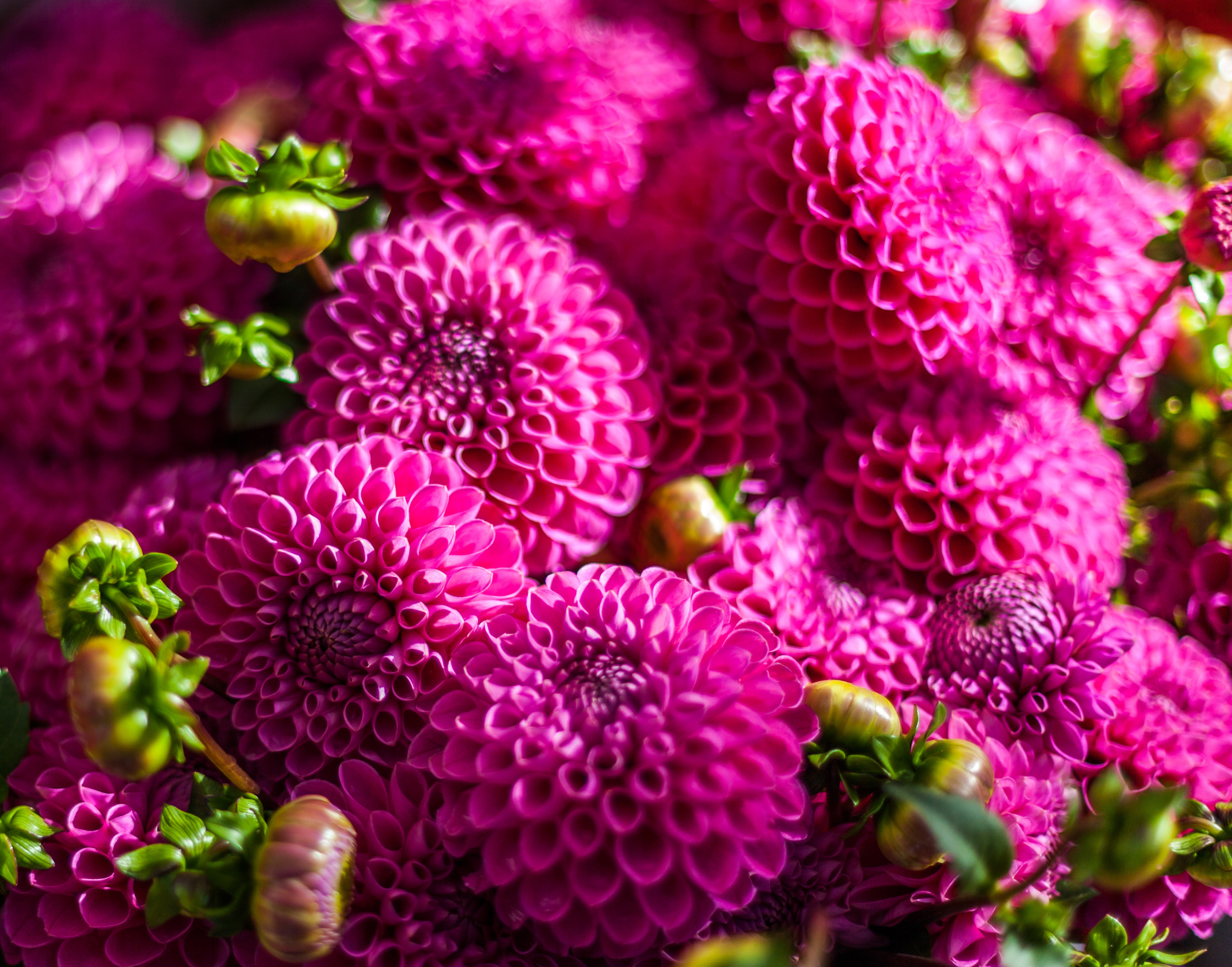 Why Dahlias Have a Way of Taking Over the Garden