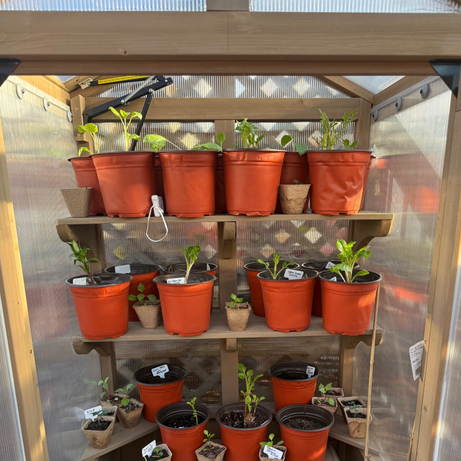 Early Morning Greenhouse Rituals & the Start of Dahlia Season