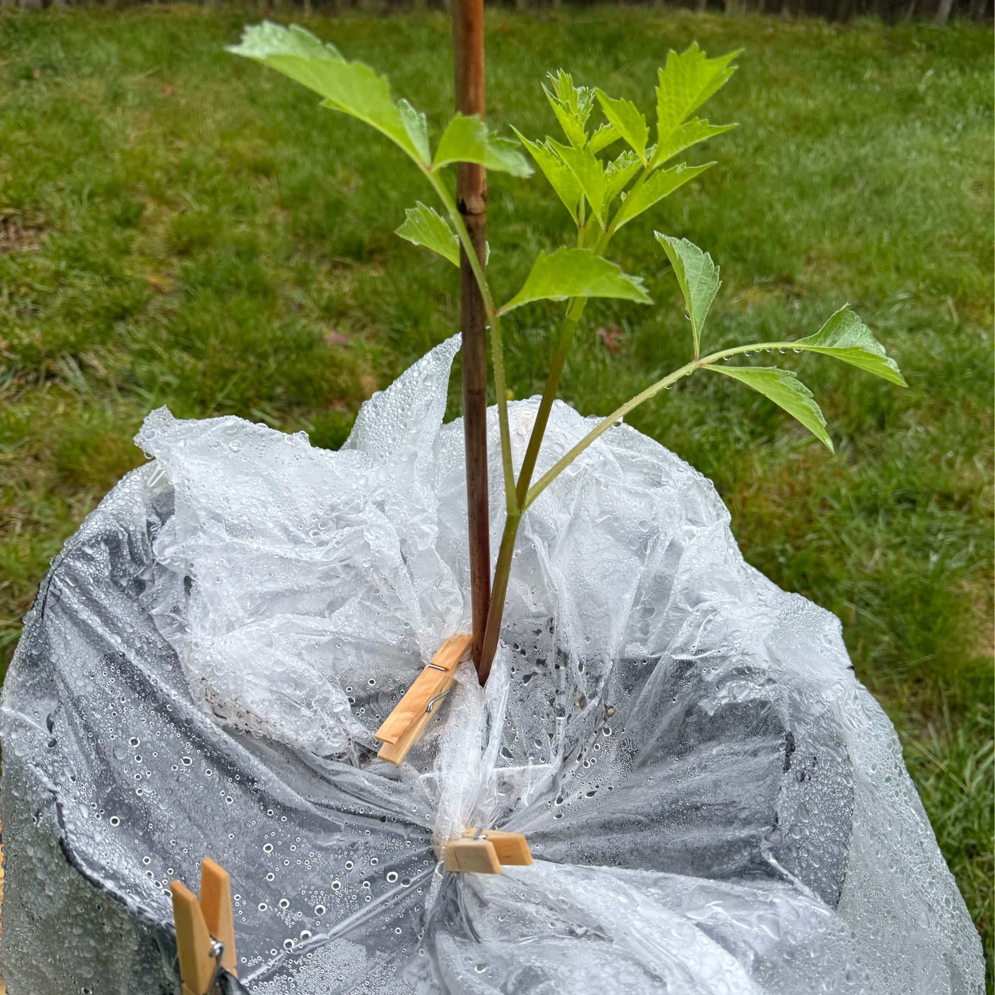 Protecting Dahlias From Heavy Rain