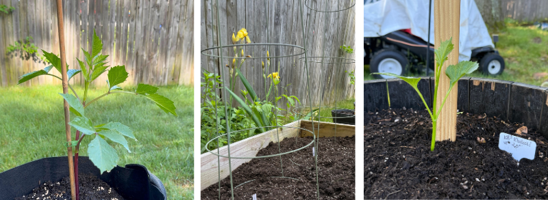 3 Ways I’m Staking My Dahlias This Season