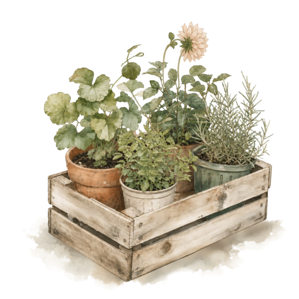 Watercolor-style illustration of potted herbs and a pale dahlia bloom arranged in a rustic wooden garden crate.