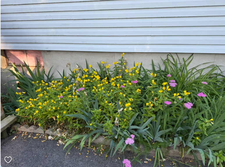 My Ugly Garden: Why I’ve Stopped Apologizing For It