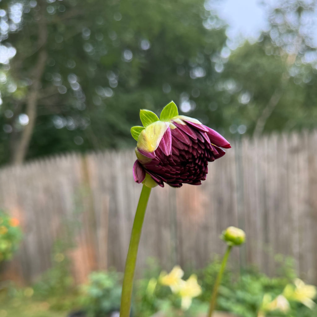 dahlia India Summer bloom beginning to unfurl
