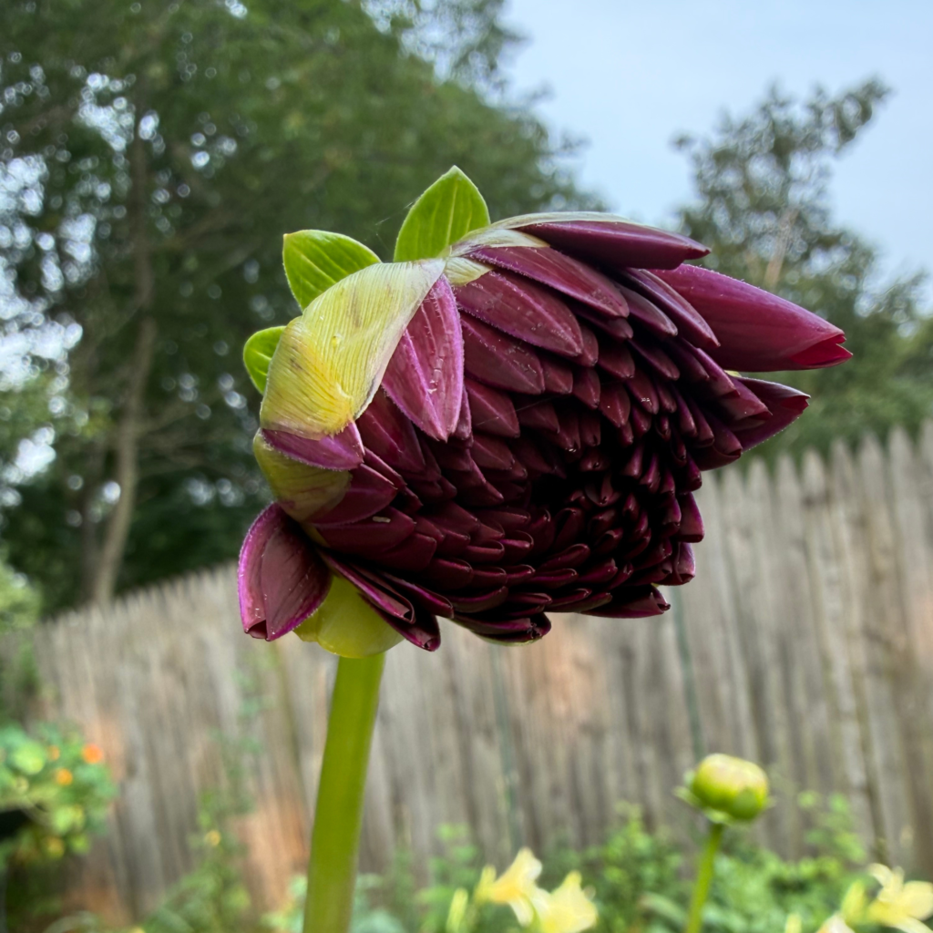 dahlia Indian summer petals opening progression