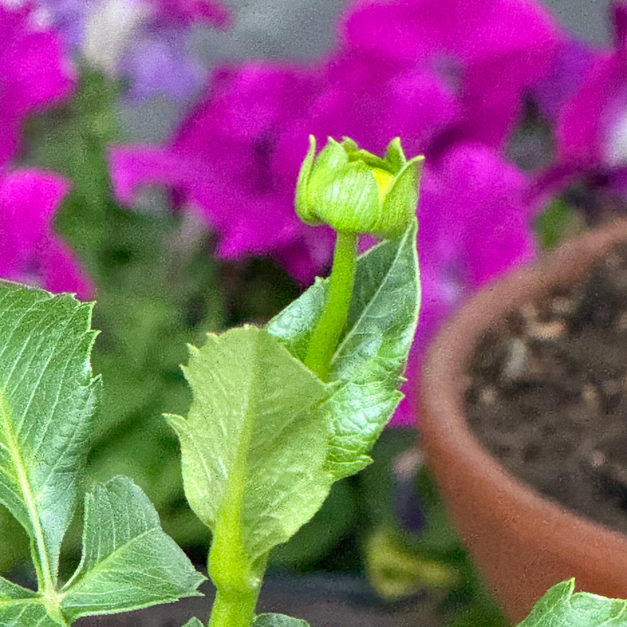 From Tuber to Bloom: Tracking My Indian Summer Dahlia (& Why You’ll Want to Track Yours)