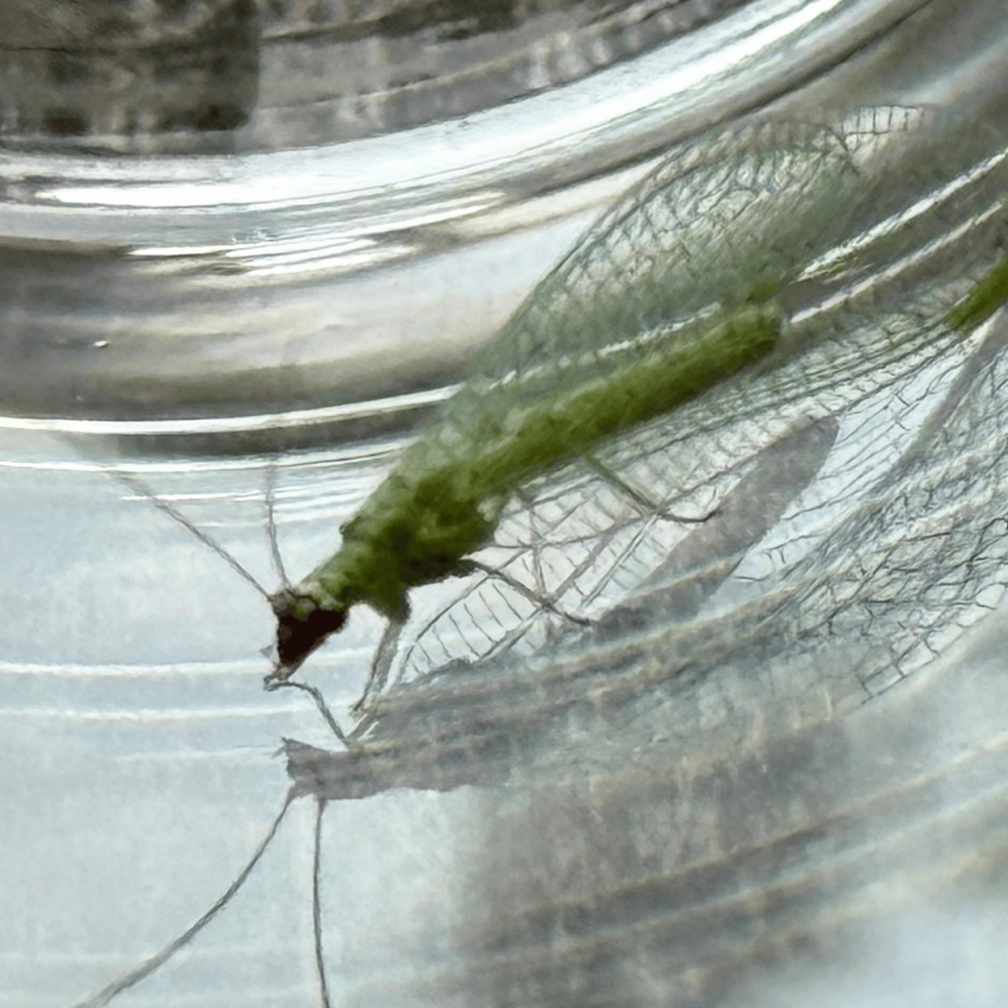 Notice to Vacate: An Eviction Letter to the Pests Eating My Dahlias